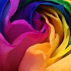 Meet your Posher, Rose