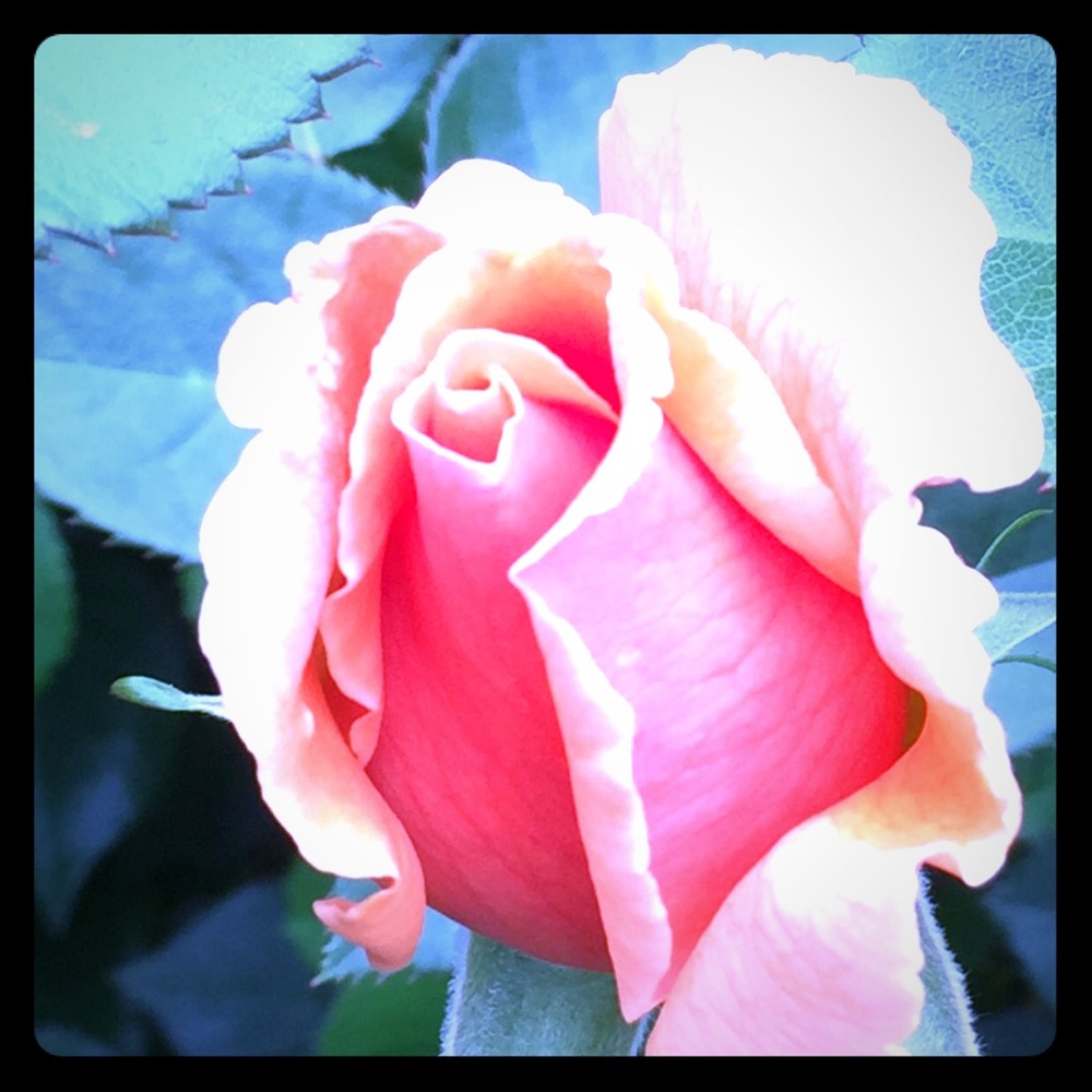 Fresh flowers are blooming