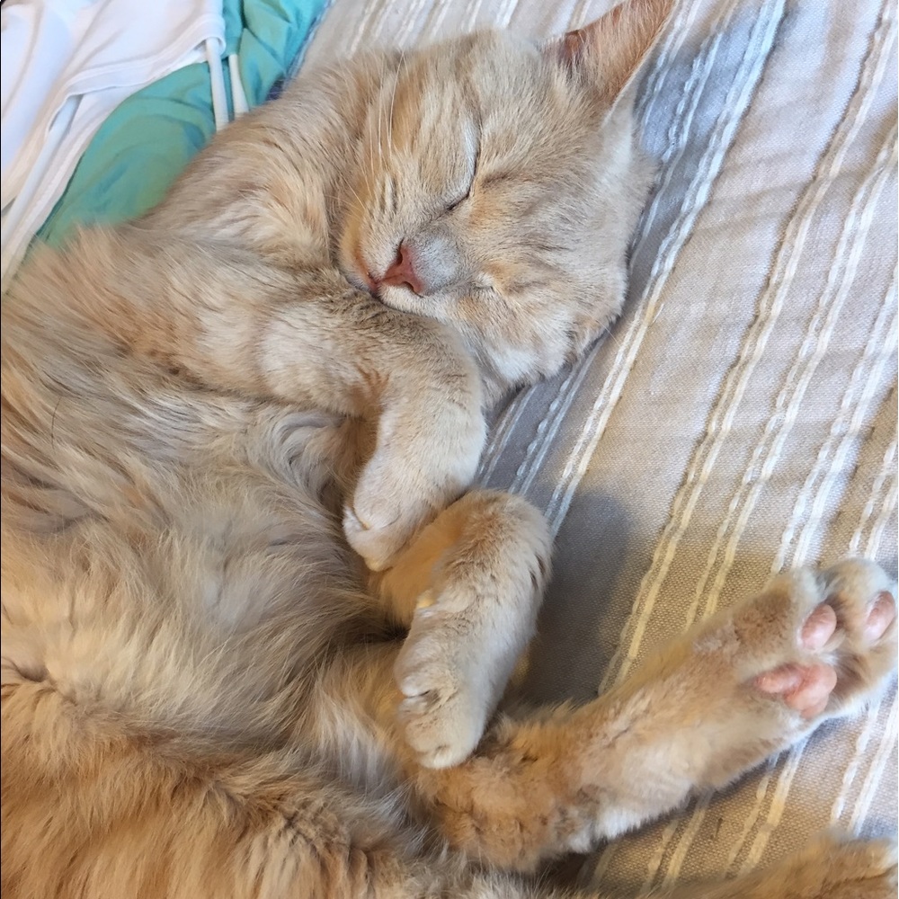 Meet your Posher, Cecilia