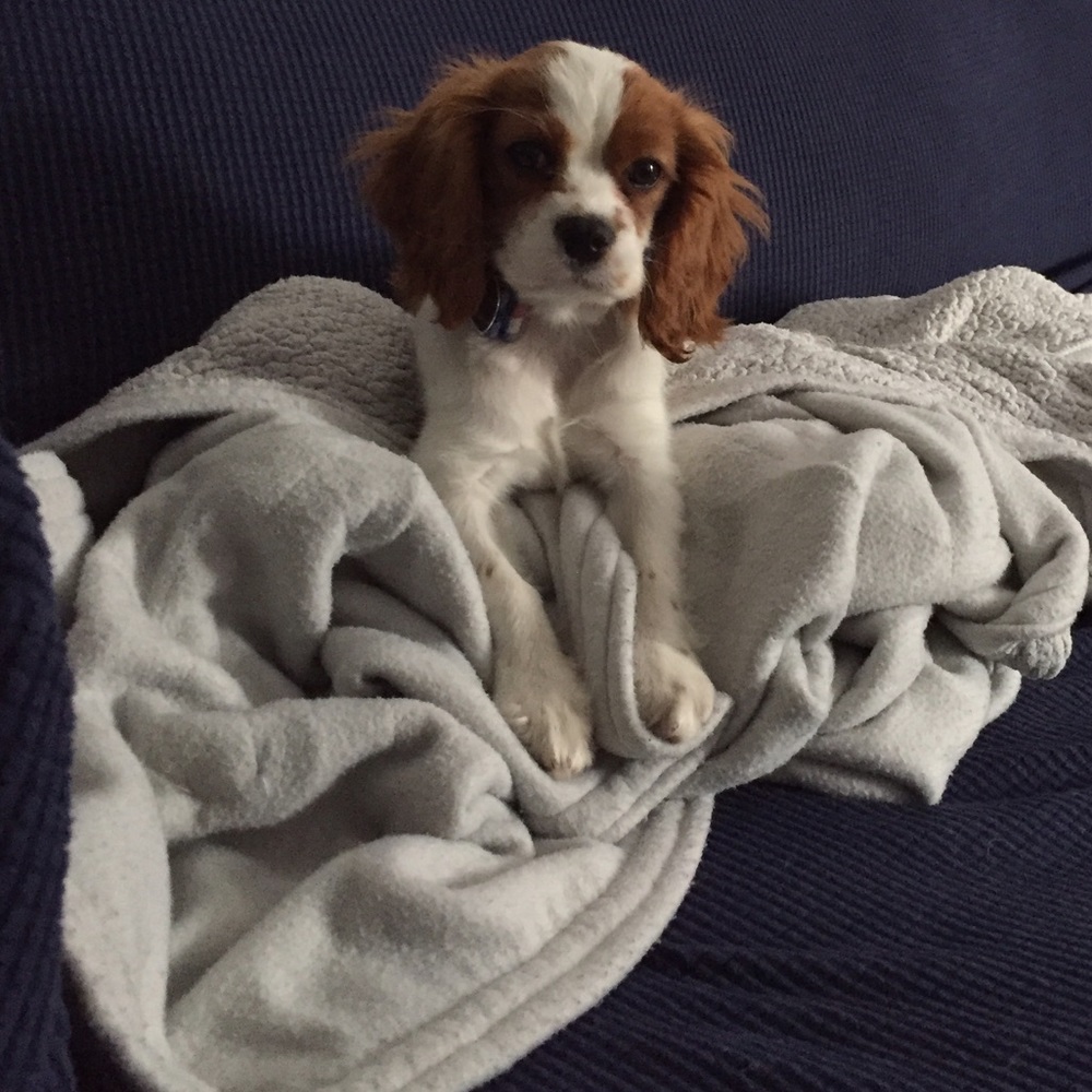 Meet your Posher, Kevin