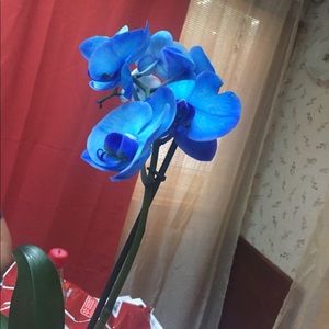 Meet your Posher, Saul