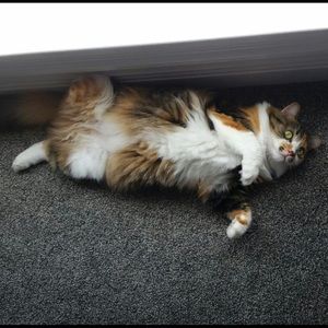 Meet your Posher, Kaylee