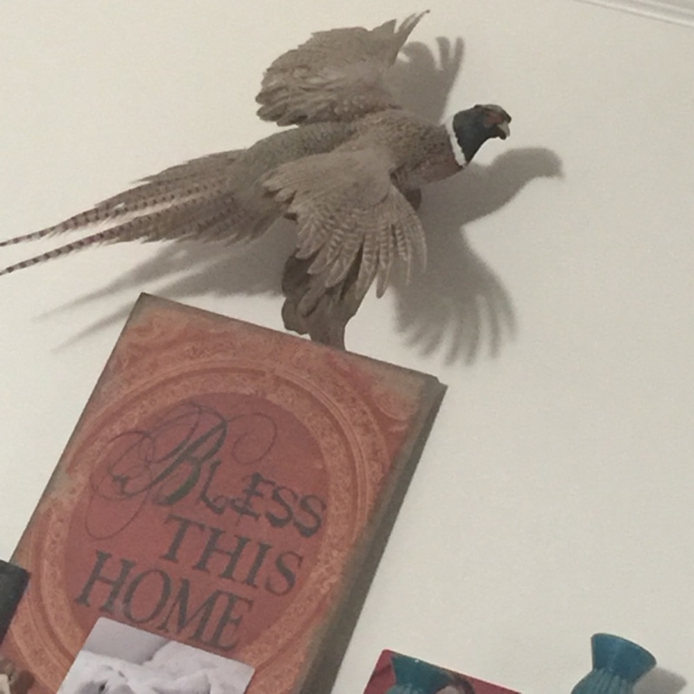 Meet your Posher, Misty