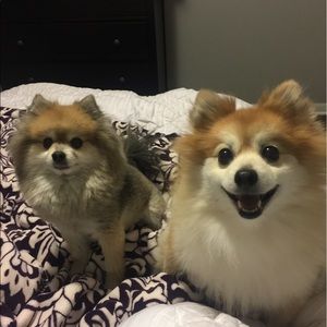 Meet your Posher, Holly