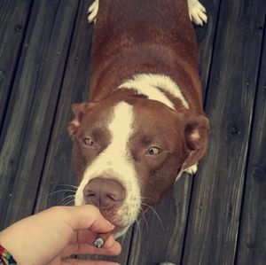 Meet your Posher, Trevor