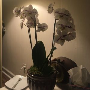 Meet your Posher, Ossi