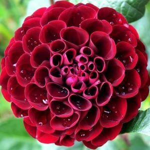 Meet your Posher, Carla