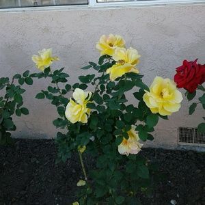 Meet your Posher, Cheryl