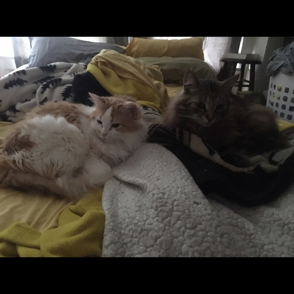 Meet your Posher, Julie