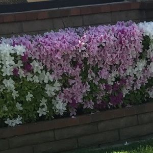 Meet your Posher, Lisette