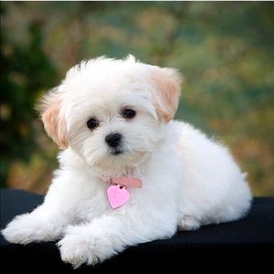 Meet your Posher, Ali