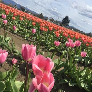 Meet your Posher, Hyo