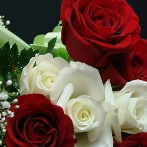 Meet your Posher, Iris