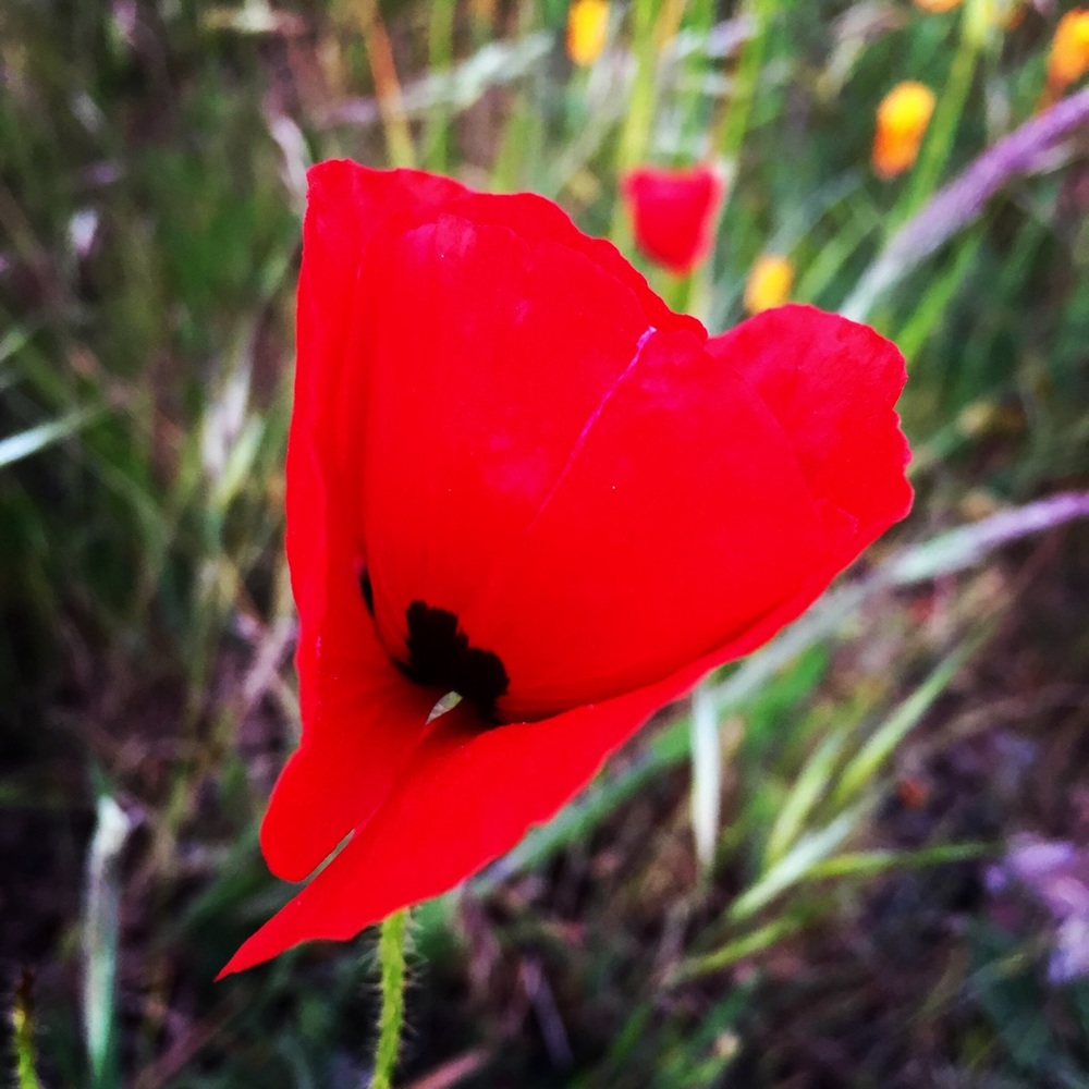 Meet your Posher, Mar