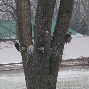 Meet your Posher, Becky