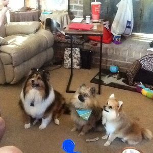 Meet your Posher, Penny