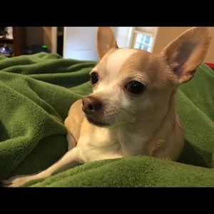 Meet your Posher, Anna