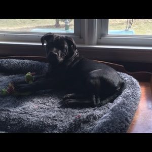 Meet your Posher, Lisa