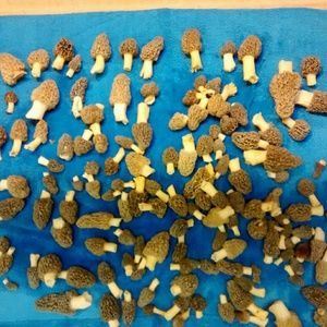 Meet your Posher, Jessee