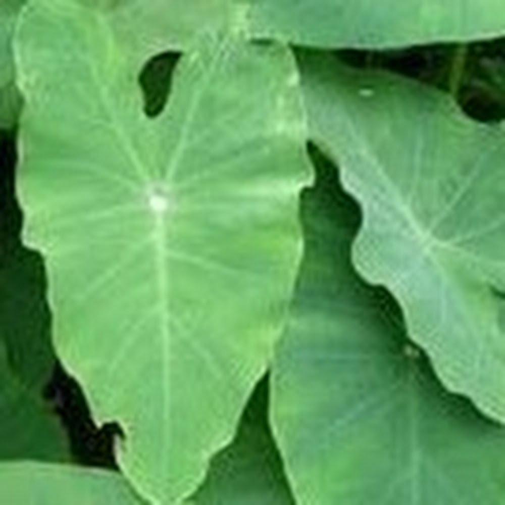 Meet your Posher, Akiko