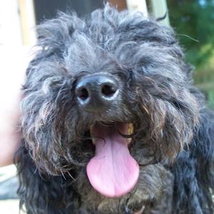 Meet your Posher, Troy