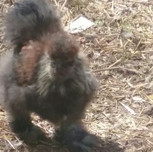 Meet your Posher, Diane