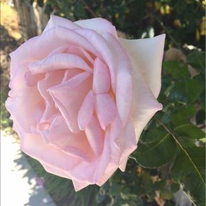 Meet your Posher, Chloe