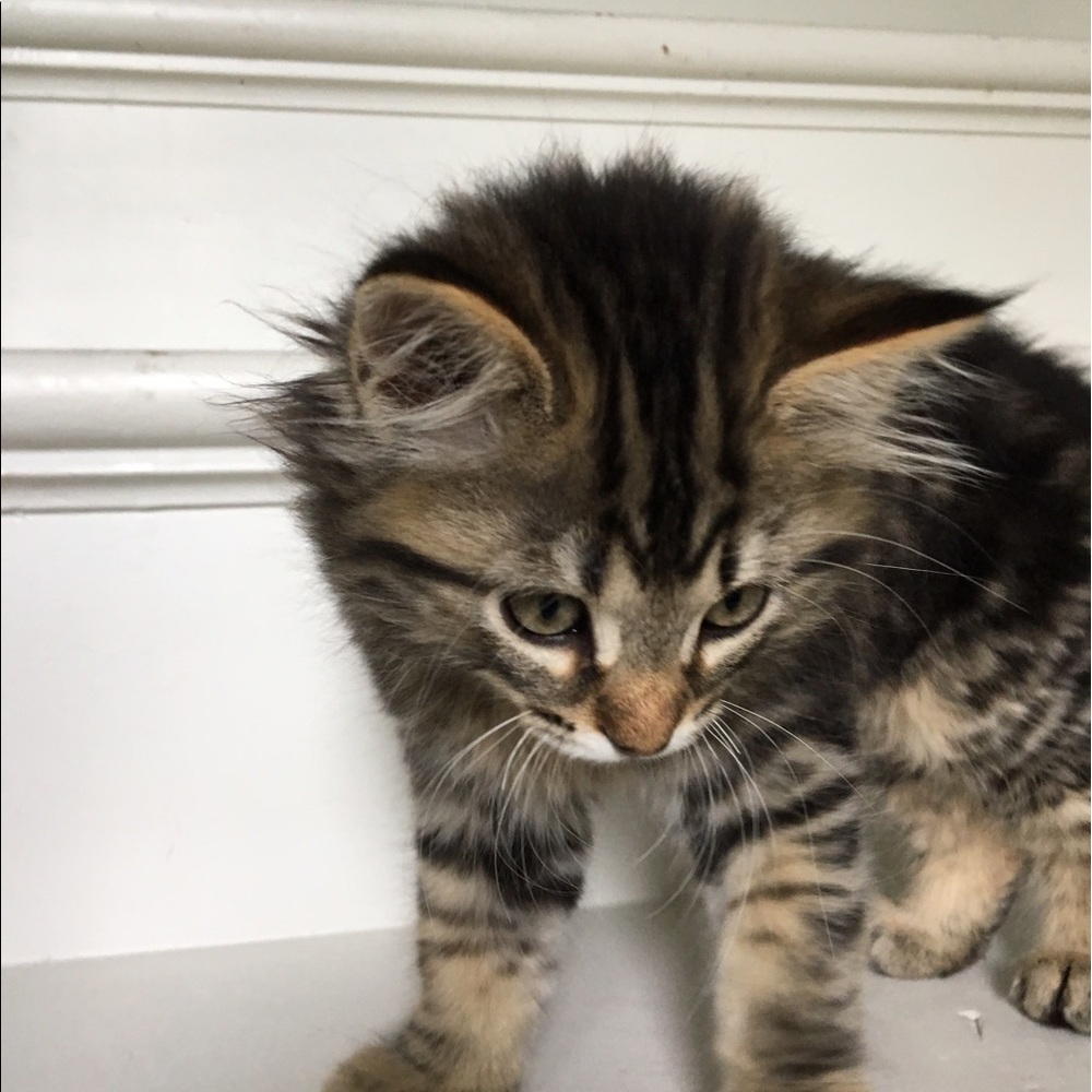 Meet your Posher, Anne