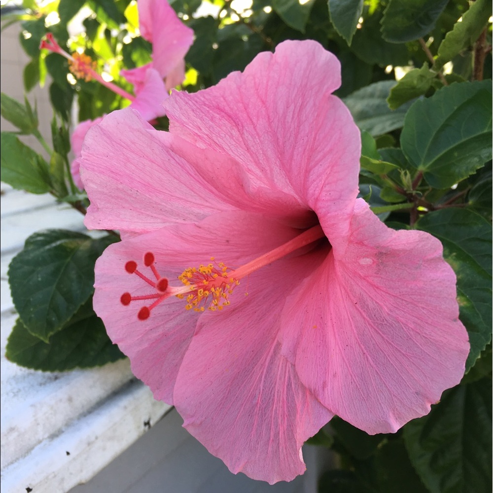 Meet your Posher, Carol