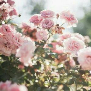 Meet your Posher, Alisha