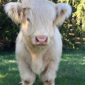 Meet your Posher, Meredith