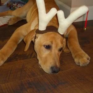 Meet your Posher, Bev