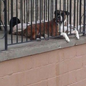 Meet your Posher, Susan