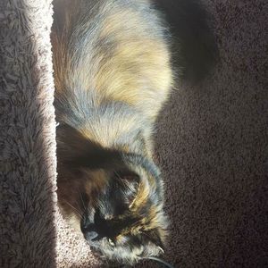 Meet your Posher, Jasper