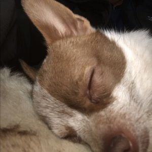 Meet your Posher, Joseph