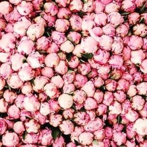 Meet your Posher, Ella