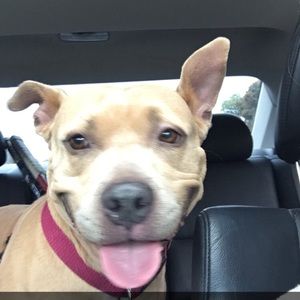 Meet your Posher, Elizabeth