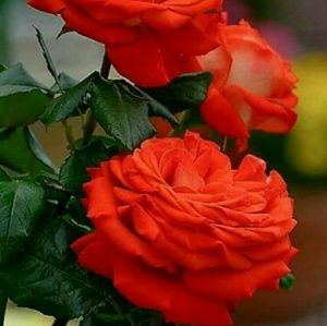 Meet your Posher, Janquely