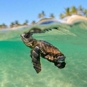 Meet your Posher, Monica