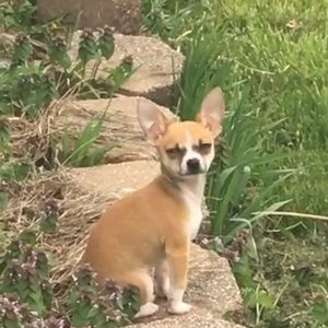 Meet your Posher, Dakota