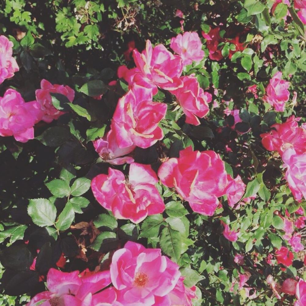 Meet your Posher, Sydney