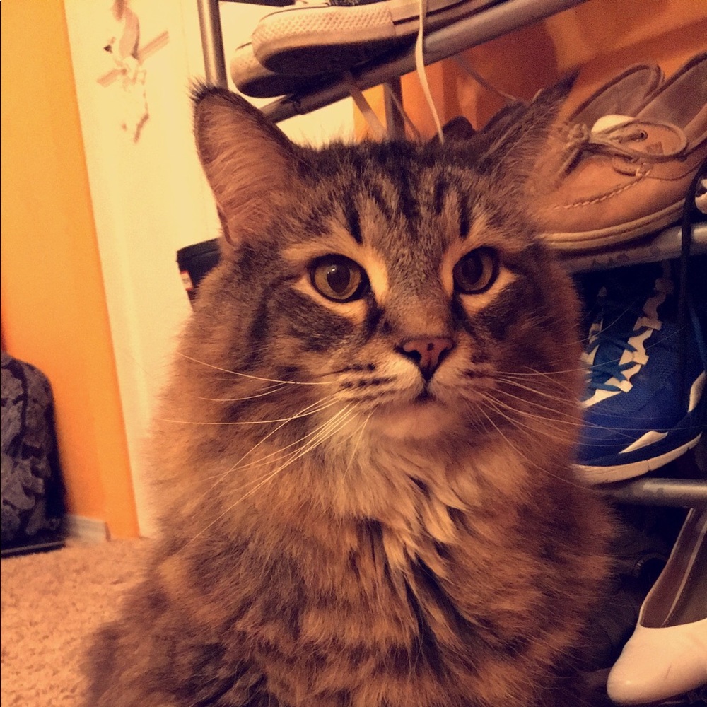 Meet your Posher, Sydney