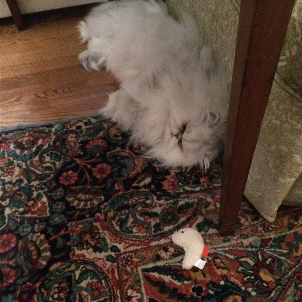 Meet your Posher, Jennifer