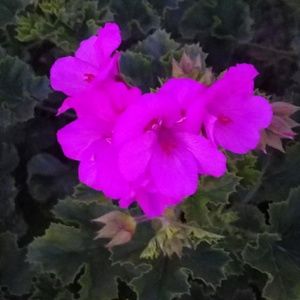 Meet your Posher, Brandy