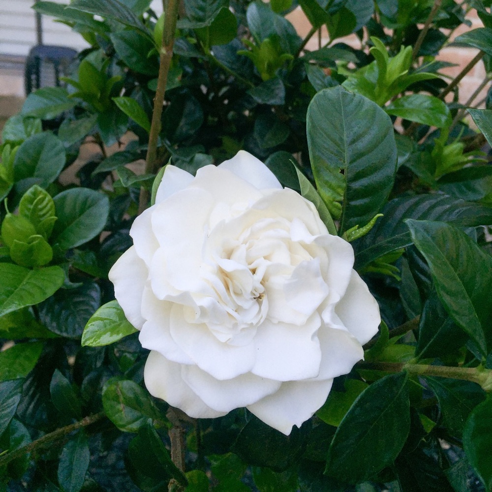 Meet your Posher, Pattey