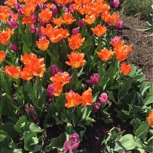 Meet your Posher, Heidi