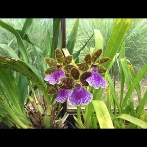 Meet your Posher, Brenda