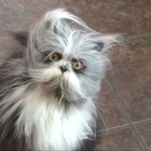 Meet your Posher, Joanne