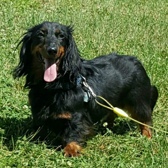 Meet your Posher, Jenny - Picture 2 of 2