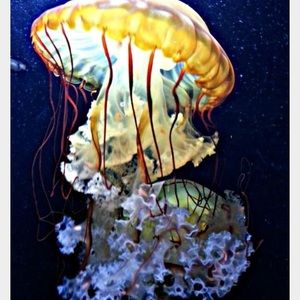 Meet your Posher, Leroy